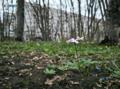 Пребывание ставропольцев в лесах будет ограничено в связи с пожарной безопасностью 