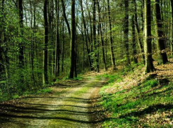 В лесах Ставрополья появятся 150 тысяч новых деревьев 