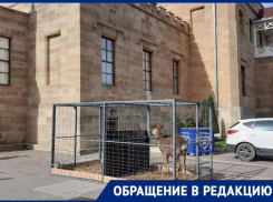 Сидящие на солнцепеке в клетке олень и лань в Кисловодске возмутили местных жителей
