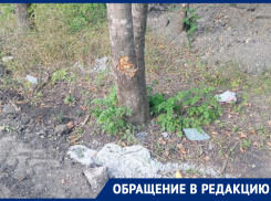 «Что вы делаете, варвары»: в Лермонтове могут погибнуть деревья при благоустройстве сквера за 126 миллионов