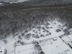 Жители Ставрополя возмущены вырубкой деревьев в Татарском лесу