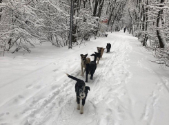 На четвероногую «гоп-компанию» провожатых пожаловались в Ставрополе 