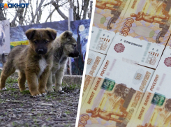 Смерть 9-летней девочки вынудила ставропольские службы покупать зоонаркоз на сотни тысяч рублей