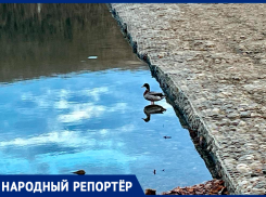 Одинокий селезень на Комсомольском пруду встревожил жителей Ставрополя