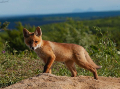На Ставрополье закончился сезон охоты на зайцев-русаков и лис