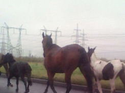 Коневода, чьи лошади вольготно разгуливали по Кисловодску, оштрафовали
