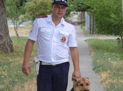 Пес, ставший жертвой автомобильной аварии, помогает полиции