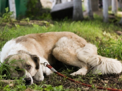 Крупнейший приют животных Ставрополя оказался на грани банкротства