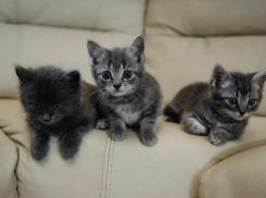 Ставропольчанка спасла котят и теперь ищет им новый дом