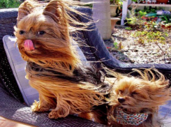 На выходных на Ставрополье ожидается сильный ветер