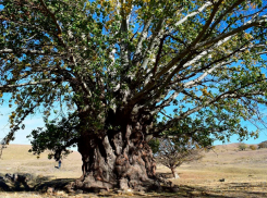 Гигантский ставропольский «баобаб» растёт в Грачевском районе края
