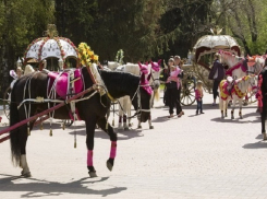 «Органам пора заняться частниками, катающими без документов детей», - директор Центрального парка Ставрополя о ЧП с лошадью