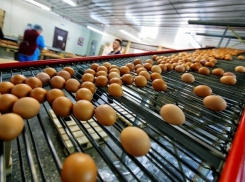 Около 14 млрд рублей потратят на реконструкцию птицефабрики на Ставрополье