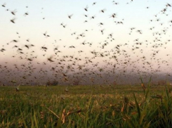 Нашествие саранчи не нанесло сильного вреда Ставрополью