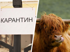 Карантин из-за «сибирской язвы» ввели в станице на Ставрополье