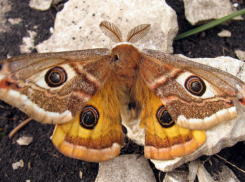 На Ставрополье скоро исчезнет павлиноглазка