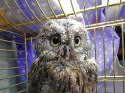 «Плюшу» с сотрясением мозга и переломанным крылом подобрала неравнодушная девушка в Ставрополе