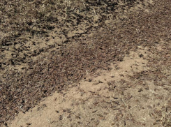 Об атаке пастбищ Ставрополья мароккской саранчой рассказали в ставропольском Россельхозцентре 