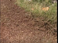 Пожирающая поля стая голодной саранчи на Ставрополье попала на видео