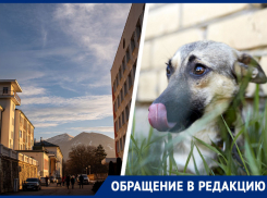 «Мы чудом спаслись»: стая собак напала на мать с 9-месячным ребенком в Железноводске