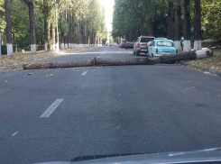 Огромное дерево упало на дорогу в Пятигорске
