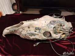 Музыкальный центр из черепа коня сделал умелец из Ессентуков