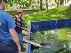 Лабрадор чуть не утонул в Центральном парке Ставрополя
