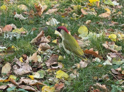 Диковинного зеленого дятла обнаружили горожане на улицах Ставрополя