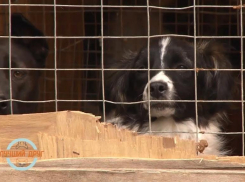 Не хватает полмиллиона: более 600 питомцев приюта для животных в Ставрополе могут оказаться на улице