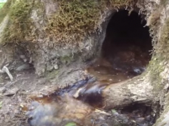 Дерево Ставрополя стало достопримечательностью National Geographic