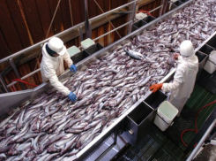 Пациентам ставропольской больницы готовили блюда из просроченной рыбы 