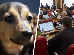 Собачий вопрос не закрыт: ставропольские депутаты подмахнули новые запреты в обращении с животными