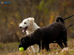 Дополнительные 16 миллионов хотят выделить на решение «собачьего» вопроса после смерти 9-летней девочки в Ставрополе 