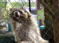 Еще один контактный зоопарк на Ставрополье работал с нарушениями 