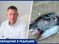 «Глава Промышленного района об этом не думает»: трупы голубей и мусор возле детсада показал родитель из Ставрополя