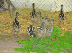 В ставропольском зоопарке пополнение: родились восемь страусят эму