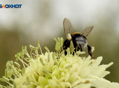 Опасное солнце, жара под 30 градусов и град посетят Ставрополье к выходным