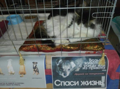Усатые и хвостатые беспризорники обрели дома в Ессентуках