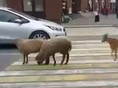 Гуляющие по центру Пятигорска овцы и козы смутили местных жителей