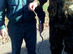 Змеи из соседних заброшенных домов терроризируют жителя села на Ставрополье 