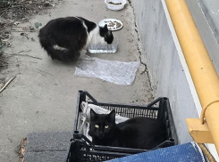 На «вонючих» котов во дворе дома пожаловался житель Пятигорска