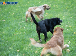 За самовыгул собак депутаты Ставрополья поднимут штрафы: инициатор прокурор