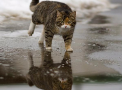 Дождь и снег ожидаются в воскресенье на Ставрополье