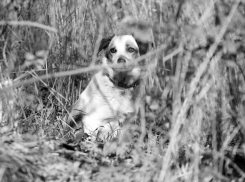 Неизвестные устроили травлю домашних собак на Чапаевке в Ставрополе 