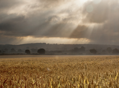 На Ставрополье сняли режим ЧС, введенный из-за гибели посевов