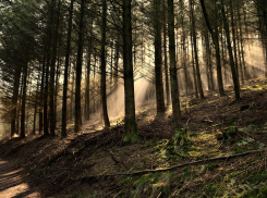 Городские леса Пятигорска «потеряли» более 500 га земли