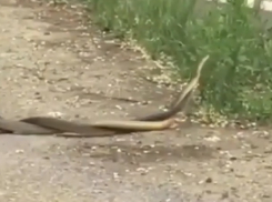 «Брачные игры» змей на кладбище напугали жителей Ставрополя 