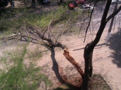 Ветка дерева оставила без света целое село на Ставрополье