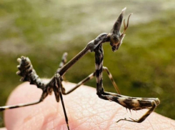 Техасских богомолов заметили на Ставрополье