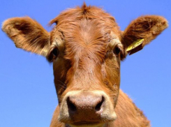 Больных бруцеллезом коров и лошадь выявили на Ставрополье